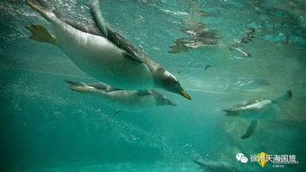 6月16 23日全陪班 1999元