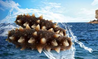 大連游艇獲評國家地理標志產品，地標品牌再添新成員